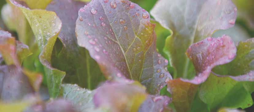 Colore rosso marcato, molto intenso e scuro