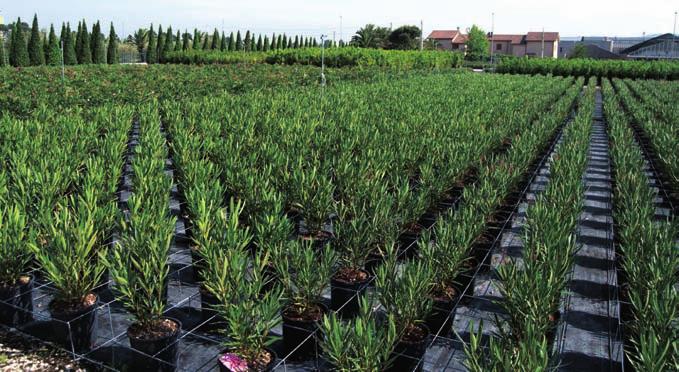 FLOINET - Griglia fermavasi brevettata ivenditore autorizzato per Pistoia e Lucca La griglia Fermavasi FLOINET è stata