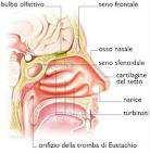 L ODORATO L organo dell odorato si trova nella parte superiore del naso, è costituito dalla mucosa olfattiva,