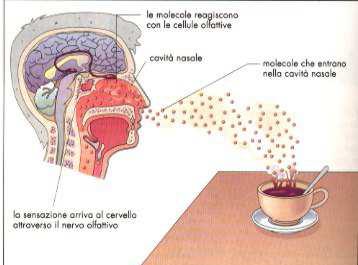 L OLFATTO Due sono le vie di accesso delle sostanze odorose alla mucosa olfattiva: la via nasale diretta (odori) e la via retronasale (aromi).