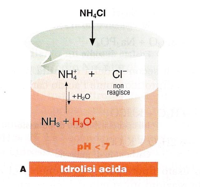 Idrolisi salina Sale derivato dalla reazione di una base debole e un acido forte NH 4+ +