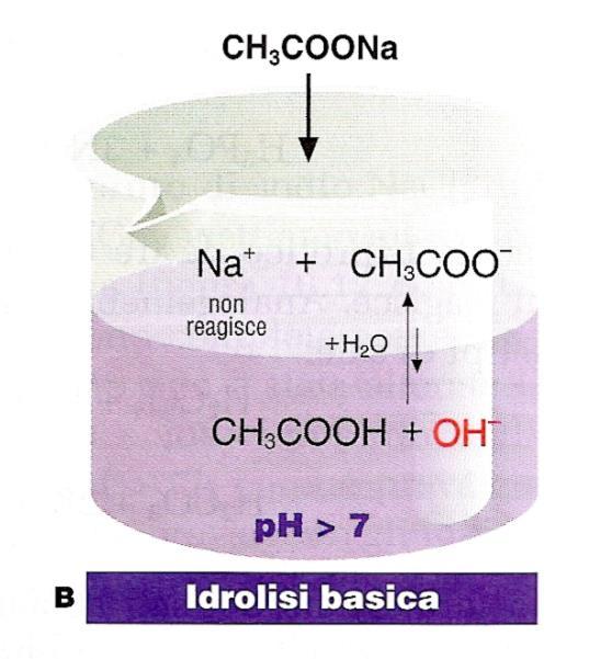 Idrolisi salina Sale derivato dalla reazione di una base forte e un acido monoprotico CH 3 COO -