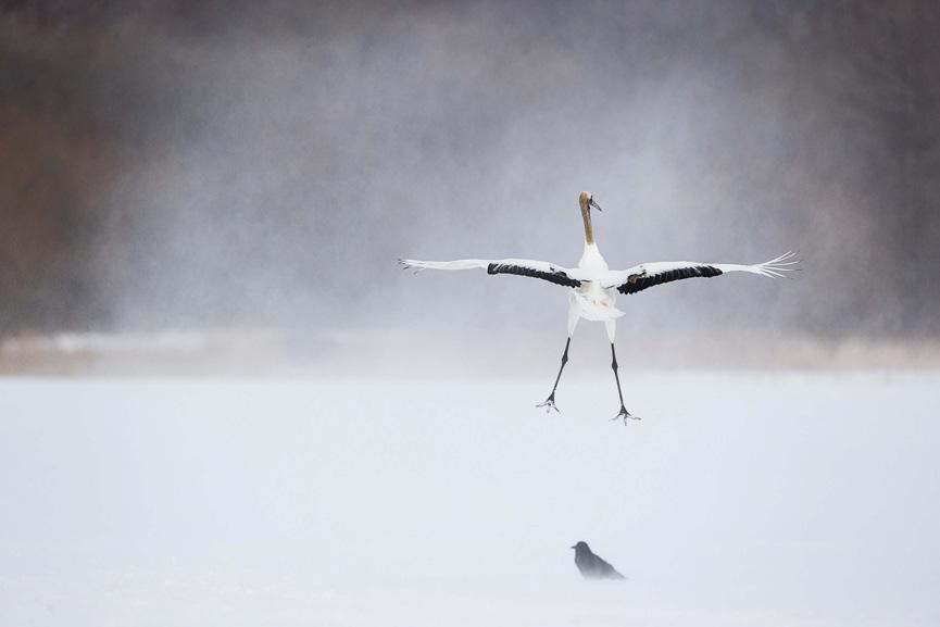 Una gru della Manciuria impegnata in uno dei suoi eleganti salti, simili ad un ballo. La scena è dominata dalla presenza del gelido Blizzard, vento che spira dall Artico e crea un atmosfera fatata.