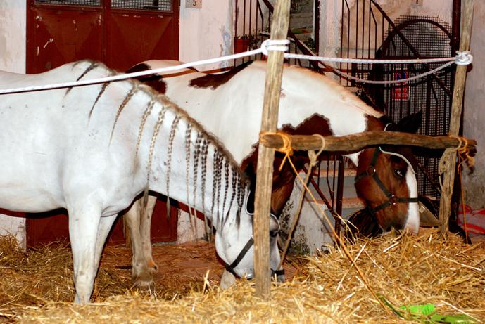 Suprati i primi banchi ricoprti di involtini di carn di maial al cartoccio d La compagnia dl fornllo, Potnzi ri Pac Giuspp ha ralizzato in prossimità dll Arco Nardulli un sposizion di