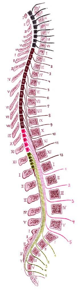 MIDOLLO SPINALE Forma cilindrica Costituito da una serie di neuromeri Da ciascun