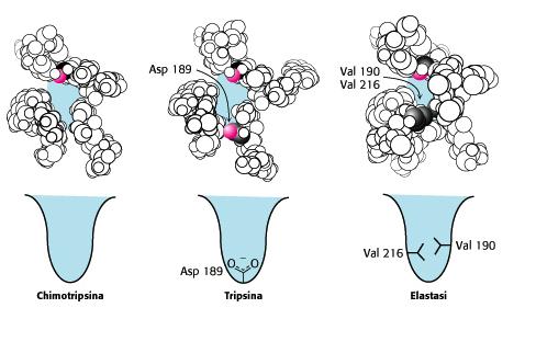 Specificità delle serina-proteasi Studi ai raggi X hanno chiarito che la diversa specificita e dovuta a piccole differenze nella struttura