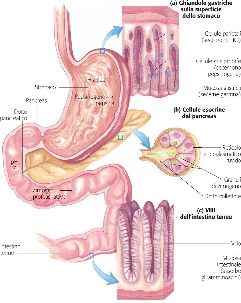 Digestione delle proteine Ingresso di una proteina nello stomaco gastrina (ormone) HCL pepsinogeno pepsina Ingresso peptidi nel duodeno (ph acido) secretina (ormoni)