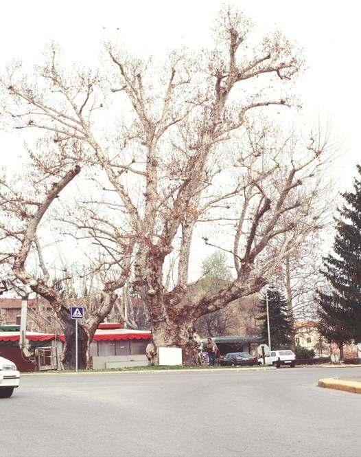 PLATANI di SAVIGLIANO Platanus hibrida 200 anni di età