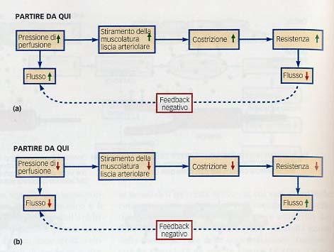 REGOLAZIONE DELLA MICROCIRCOLAZIONE