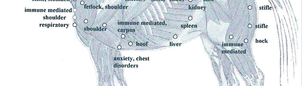 IN HIPPIATRICS THERE IS A CONSOLIDATED SYSTEM OF DIAGNOSTIC ACUPOINTS IT IS POSSIBLE TO IDENTIFY THE