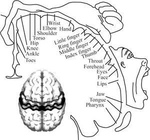 MOTOR SENSOR HOMUNCULUS MANO Il mondo può essere afferrato solo dall azione ( ), la