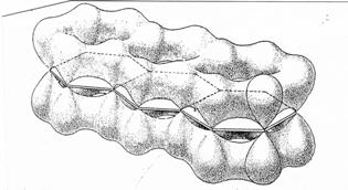 MOLECOLE π -CONIUGATE Elettroni liberi di muoversi lungo la struttura sfruttando la sovrapposizione degli