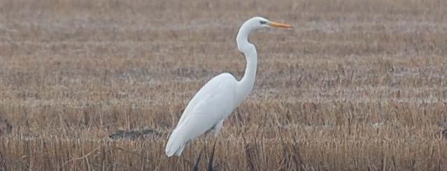 particolare per l avifauna e le larve di anfibi.