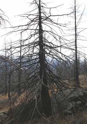 Incendio di Nus/Verrayes (AO) Necromassa Piante morte in piedi (snags)