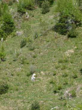 fresche, ma con minore copertura residua (severità elevata) Specie dominanti