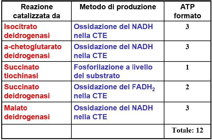 Bilancio Energetico del Ciclo di Krebs Per ogni molecola di Acetil CoA che entra nel Ciclo di Krebs