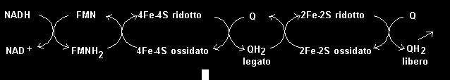 Complesso I: NADH-Q riduttasi (cont.