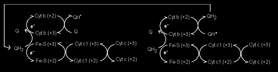 spazio intermembrana Il citocromo c è una proteina solubile che si muove nello spazio intermembrana del mitocondrio e raggiunge il complesso IV.