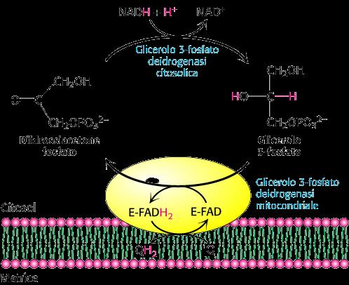 Catena di trasporto degli elettroni utilizzo di NADH citosolico NADH prodotto nel CK o -ox acidi grassi passa i 2e - che trasporta al Complesso I dal lato della matrice mitocondriale.