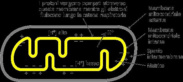 La catena di trasporto degli elettroni ed il gradiente protonico 4H + 2H + 4H + H 2 4H + 2H + NADH + H + NAD+ ½O 2 + NADH + 11H + M H 2 O + 10H + C + NAD + 2H + La catena di trasporto di elettroni