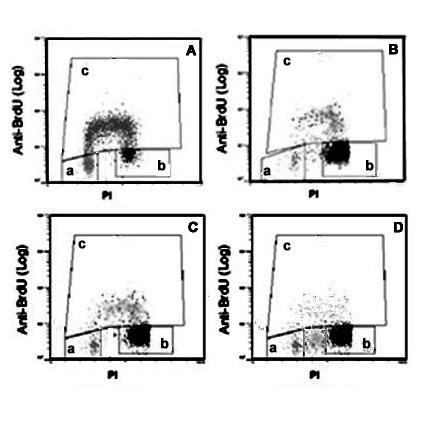 Confronto del ciclo cellulare in cellule proliferanti e differenziate (bloccate in G0/G1) Analisi biparametrica del ciclo cellulare Marcatura di tutto il DNA con e della fase S con BrdU