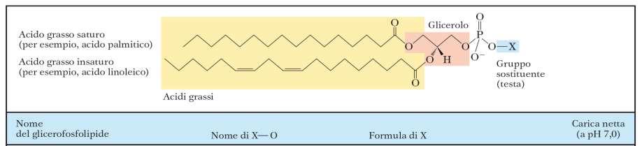 Fosfolipidi: