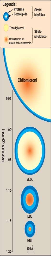 Chilomicroni: si originano a livello intestinale e veicolano ai tessuti gli acidi grassi provenienti dalla dieta per fornire energia le VLDL (Very Low Density Lipoprotein) assemblate negli epatociti,