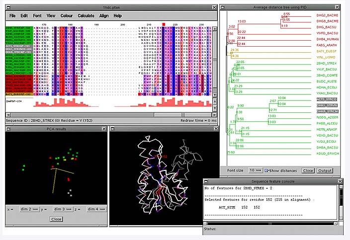 ALLINEAMENTI MULTIPLI Identificazione di siti funzionalmente importanti Dimostrazione di omologia Filogenesi