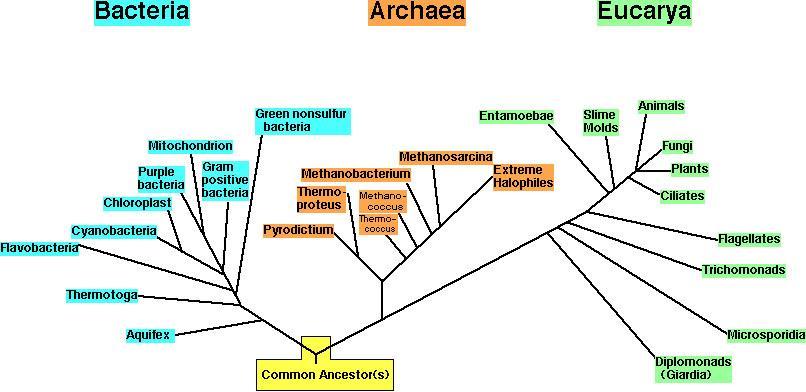 Albero filogenetico universale: traccia la mappa del percorso della vita sulla terra.