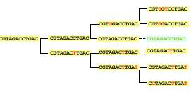 STUDIO DELL EVOLUZIONE MICROBICA COME SI COSTRUISCE UN ALBERO FILOGENETICO DI DISTANZE GENETICHE?