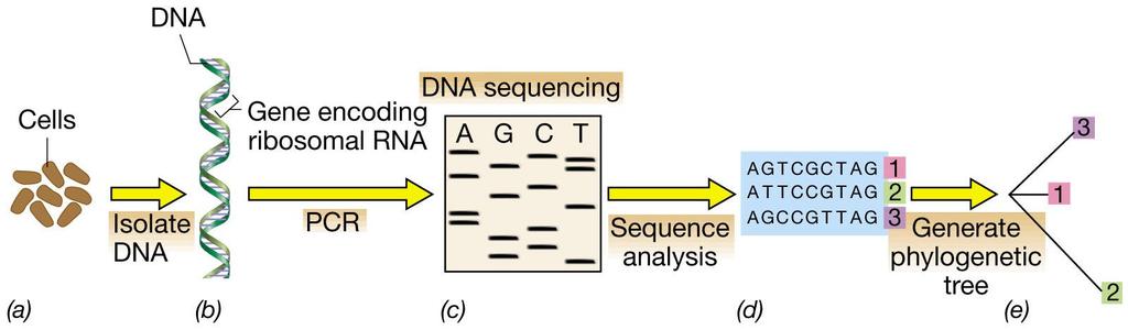 Ribosomal RNA gene sequencing and phylogeny.