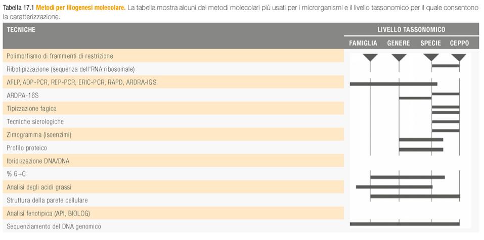 TASSONOMIA MICROBICA: I METODI MOLECOLARI Il maggiore contributo delle moderne tecniche di