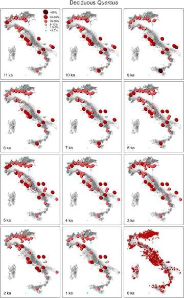 Storia delle foreste di pianura sulla base dei dati disponibili (510-495 BCE) Genere specie % di carboni analizzati Quercus