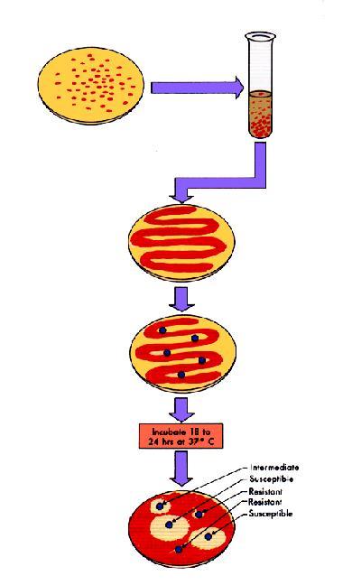 1 Diffusione in agar (Kirby-Bauer) 2 1. Allestimento brodocoltura da coltura pura 2.