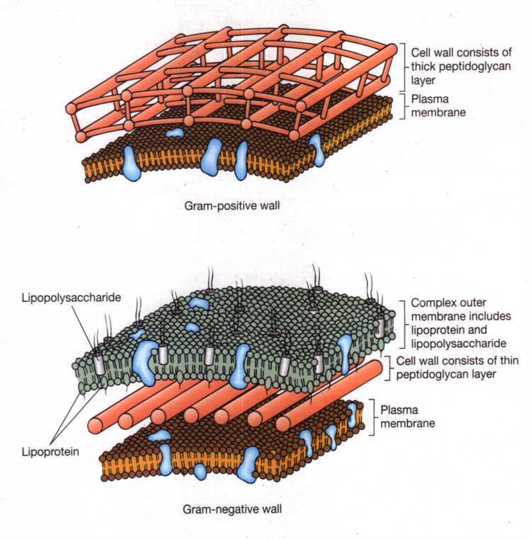 Colorazione di Gram Principio Nei batteri Gram+ il cristalvioletto e lo iodio si combinano a formare un complesso (CV-I) di grosse dimensioni che precipita all interno della cellula.