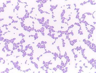 blu (Staphylococcus epidermidis) I batteri Gram- (E. coli, P.