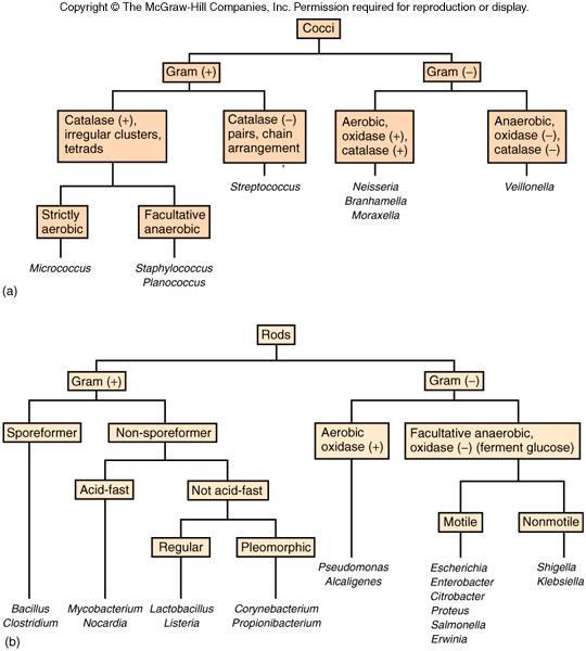 Identificazione batterica: Flow charts contenenti dati derivanti dall