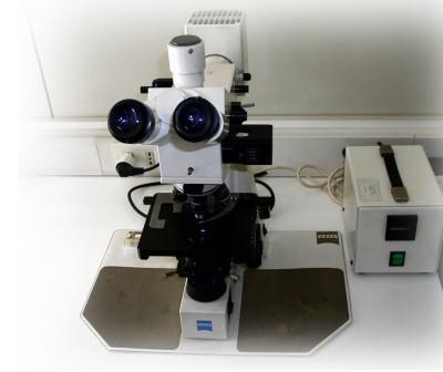 IDENTIFICAZIONE SIEROLOGICA B. REAZIONE DI IMMUNOFLUORESCENZA Il fluorocromo (ad es.