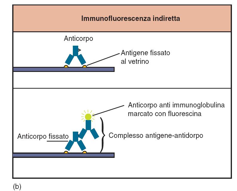 rimasto legato viene visualizzato attraverso microscopio a fluorescenza.