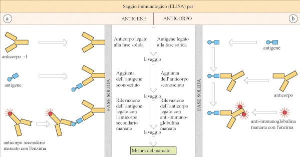 ELISA test Saggio immunologico su fase solida (test immunoenzimatico, ELISA).