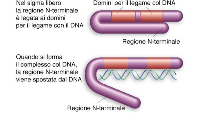 La regione N terminale del fattore sigma σ70 cambia la sua struttura liberando le regioni di contatto