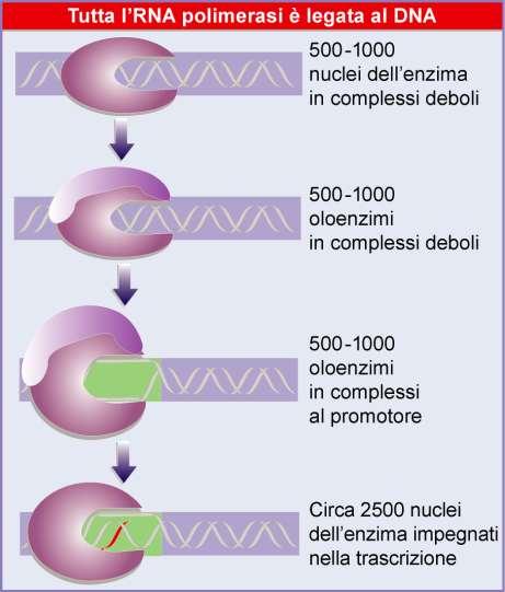 La velocità con cui l RNA polimerasi si lega ai promotori è troppo