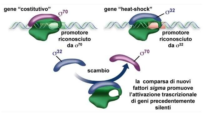 Ci sono più tipi di fattori sigma ognuno specifico per una classe