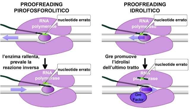 Meccanismi di Proofreading dell RNA polimerasi il pirofosfato è aggiunto di nuovo al
