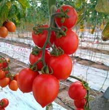 Il grappolo spesso e la buona tenuta della bacca, contribuiscono alla buona conservazione in post raccolta. Il sapore è veramente dolce e caratteristico.