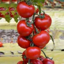 di forma tonda globosa, hanno un peso medio di 120-140 g e mantengono un colore rosso intenso in tutti i periodi di coltivazione; presentano consistenza elevata