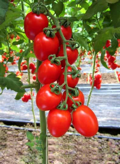 Sicilia) e in fuori suolo. peso medio di 30-35 g; hanno una ottima consistenza ed un colore rosso brillante, molto attraente.