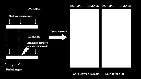 gene responsabile di una patologia e che produce un alterazione nella lunghezza dei RFLP.