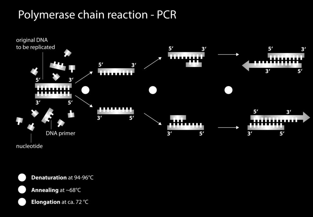 Polymerase Chain Reaction Taq polymerase is a thermostable DNA polymerase named after the thermophilic bacterium Thermus