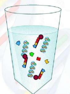 Polymerase Chain Reaction Component of the reaction mixture: Template DNA, previously isolated and purified (0,1-1 ng plasmid DNA, o 50 ng DNA genomico) Primers (forward and reverse), to flank the